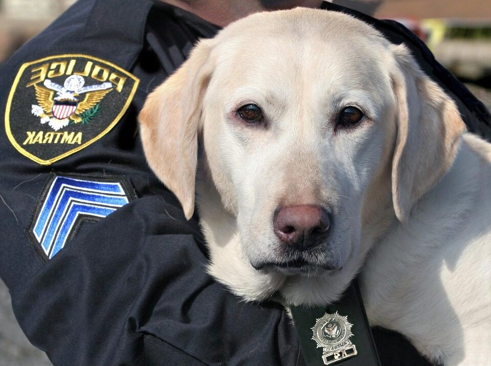 Полицейские всегда на страже нашей безопасности и безопасности животных