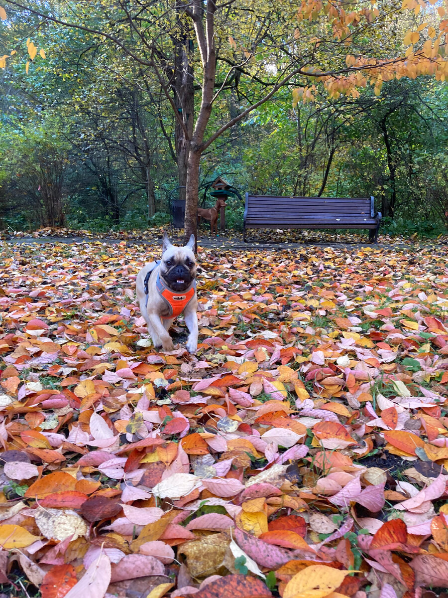 Золотая осень 🍂 