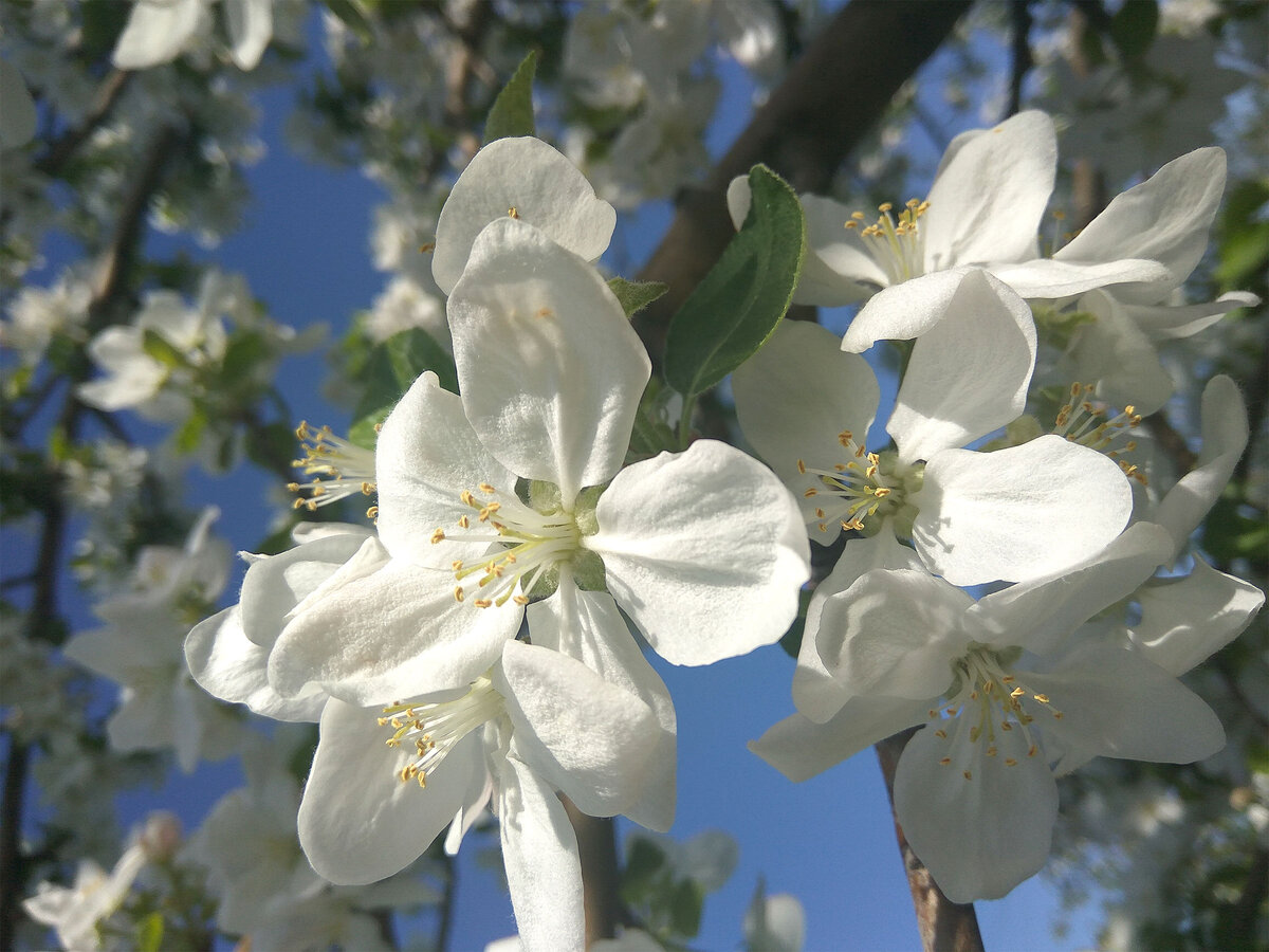 Цветущая яблоня. Автор фото Волкова Татьяна