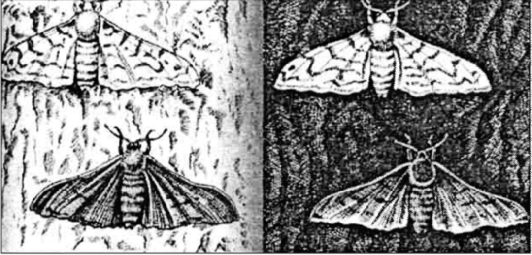Бабочка березовая пяденица форма естественного отбора. Промышленный меланизм у берёзовой пяденицы. Берёзовая пчденица естественный отбор. Бабочка Березовая Пяденица Эволюция. Бабочка Березовая Пяденица Тип окраски.