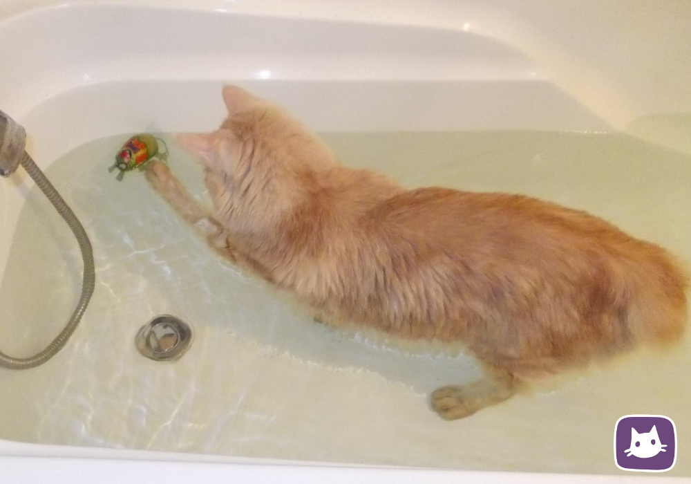 Кота моют в ванне. Курильский бобтейл купается. Кот в ванной. Рыжий кот в ванной. Кот купается в ванной.