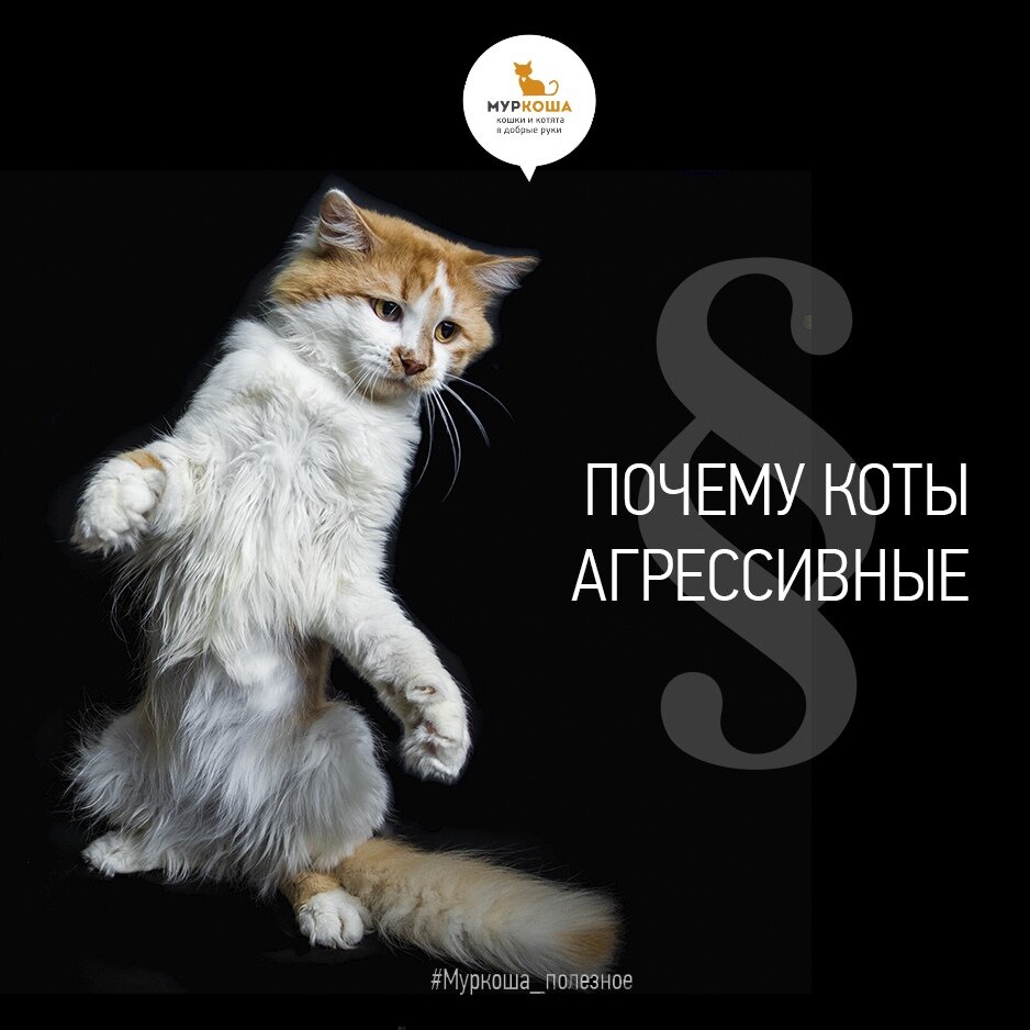 Почему кот агрессирует. Испуганный кот. Эмоции животных. Кошка рычит. Почему кот агрессирует.