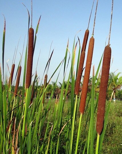 Почему нельзя держать дома камыш. Приметы и научное объяснение.