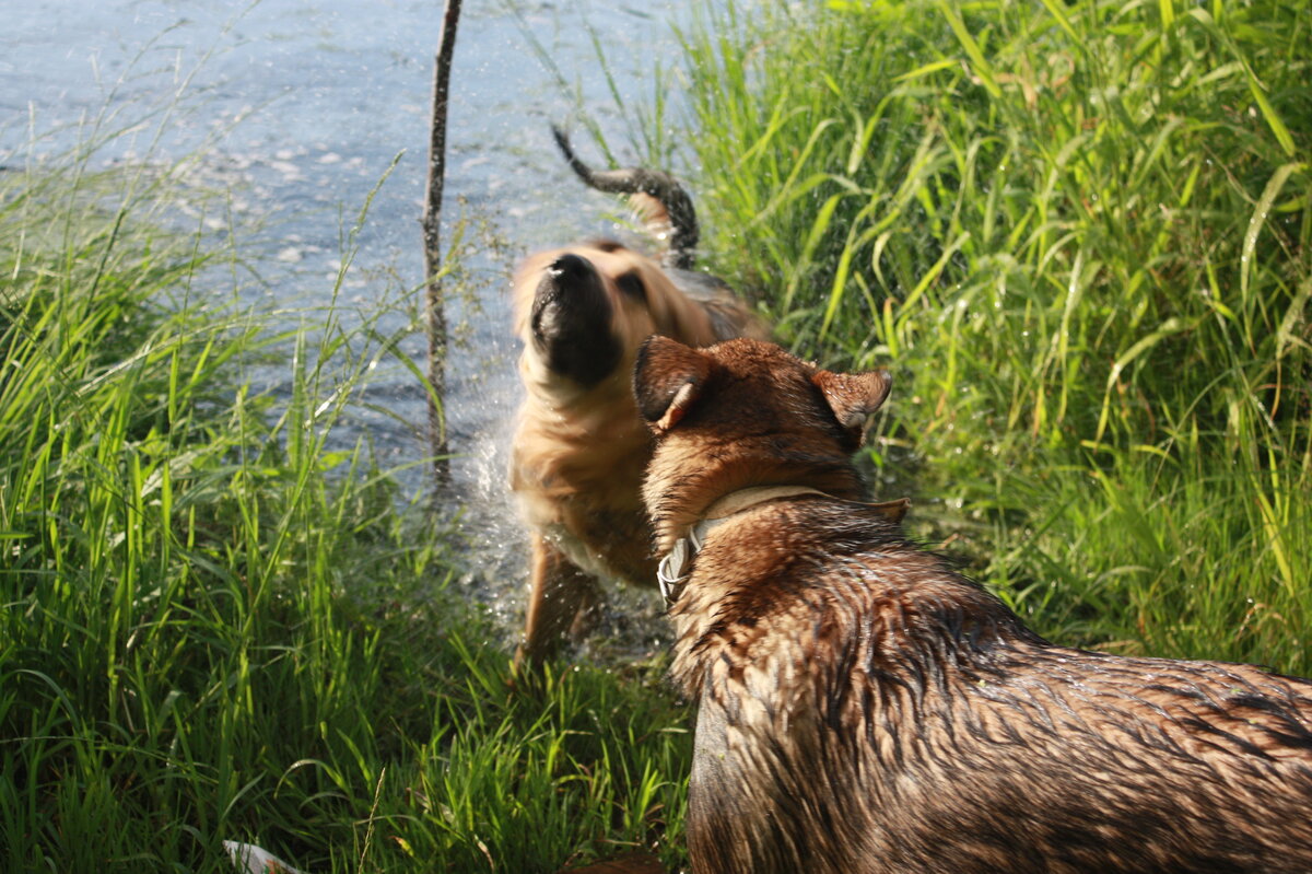 Лето - время долгих прогулок, походов, дач и, конечно, купания. Для многих юных (или в прошлом приютских) собак этот сезон станет первым, когда они откроют для себя радость плавания.