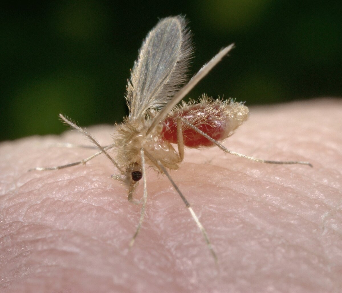 Москит пьет кровь у человека.