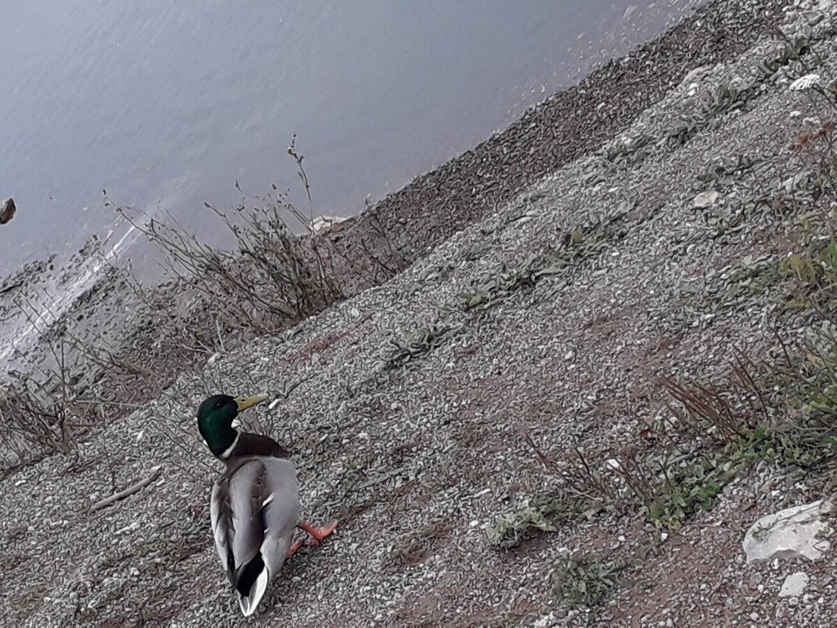 Фото   из  личного    архива.  Реальная  авторская  история.