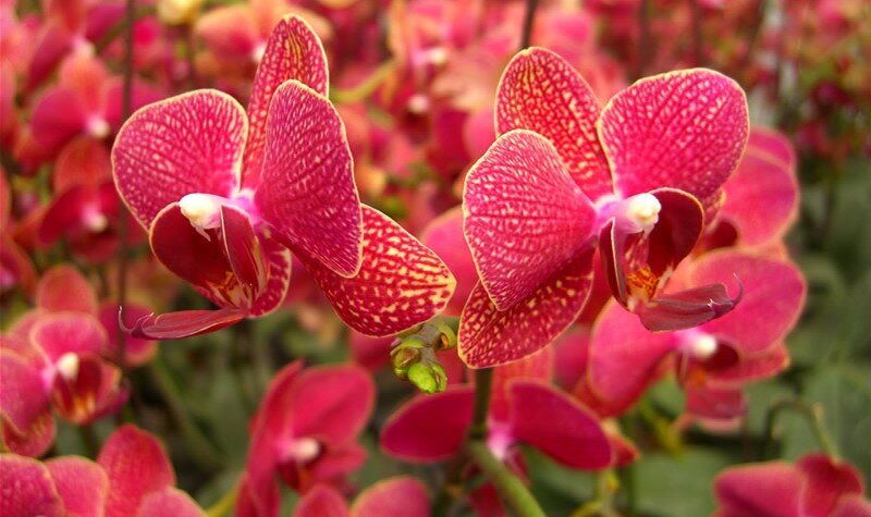 Мастер-класс: орхидея из бисера