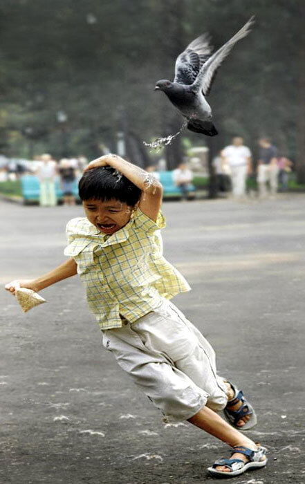 Если птица накакала на голову, приметы будут только положительными, а именно вас ждет большой успех во всех делах, за которые вы будете браться. Особенно удача вас найдет в денежных делах, так как эта примета направлена именно в финансовую сторону 