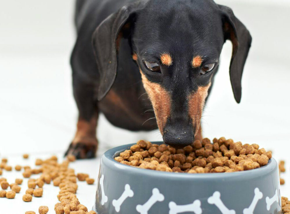 Лучший корм для собак