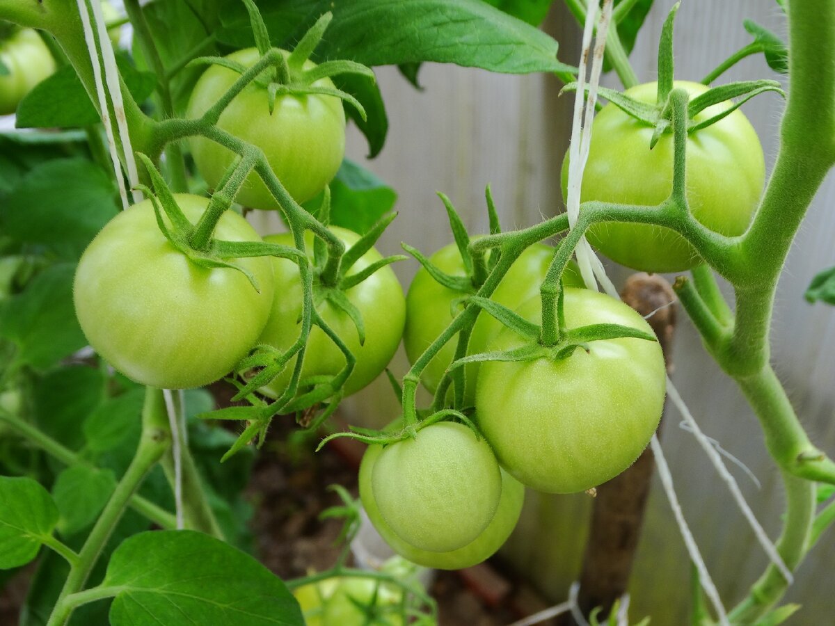 Чем отличаются детерминантные помидоры от индетерминантных