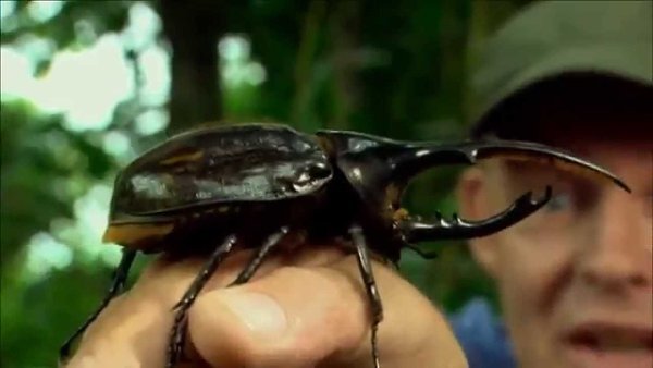 Жук-Геркулес пожирающий лес, 