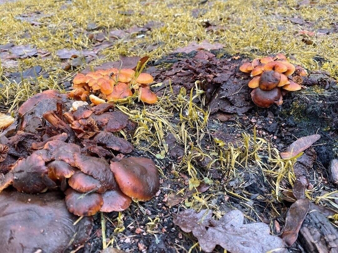 Январские грибы в Ленинградской области. 
Фото: https://spbdnevnik.ru/news/2019-12-31/v-vyborge-pered-novym-godom-stali-rasti-griby