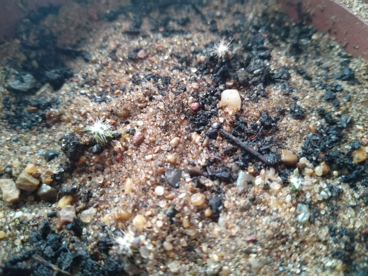 4 кактусёнка