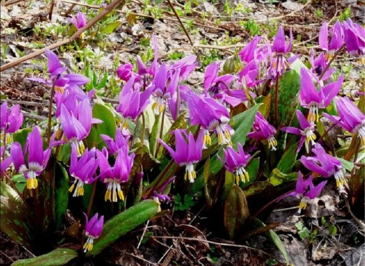 Кандык или сибирский подснежника, фото с просторов интернета