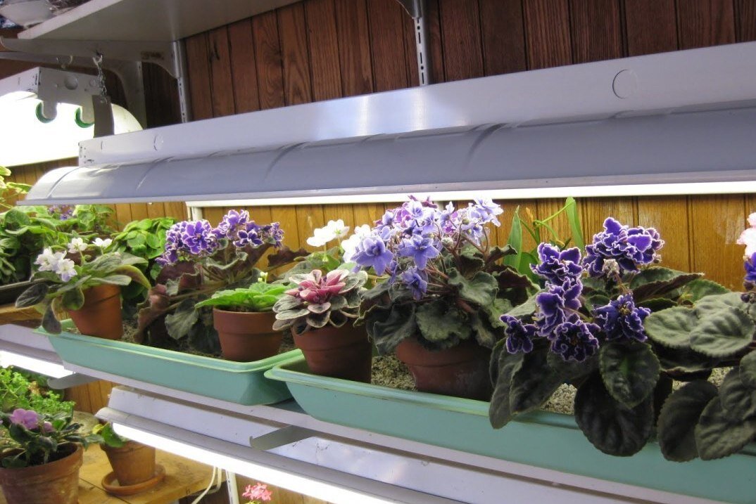 Фотография 1. Досвечивание фиалок лампами