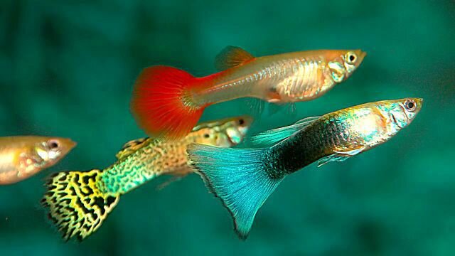 Гуппи.