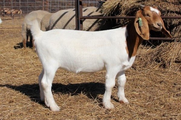 Бурская порода коз: содержание и разведение