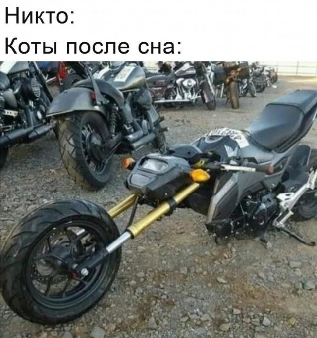 Это точно кот