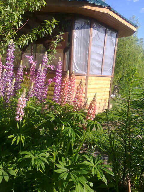 Люпины - красивая листва и красивые свечки-цветы. Фото автора