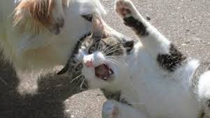 Фото из интернета в свободном доступе