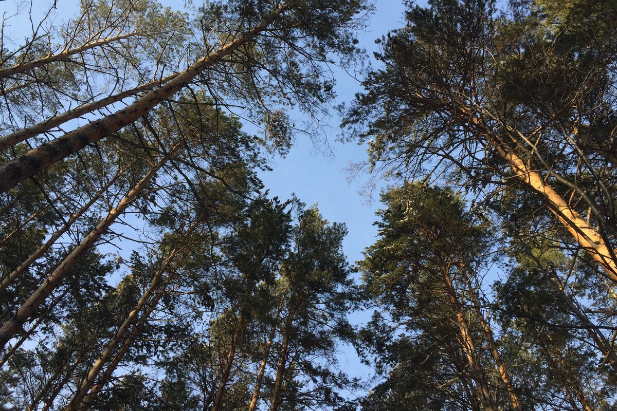 Управлению по благоустройству общественных пространств дали два года на проведение мониторинга и постановку на кадастровый учет всех зеленых зон на территории города