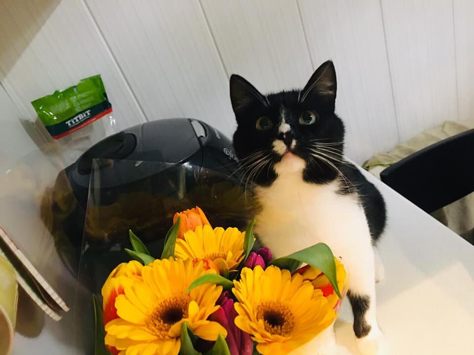 И наш кот Маркуша, который пока ещё находится в поисках дома, тоже поздравляет наших читательниц и помощниц