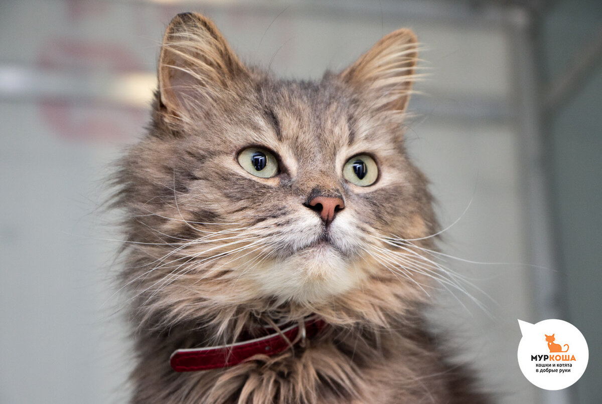 Очень общительный мальчик, любит ласку и внимание