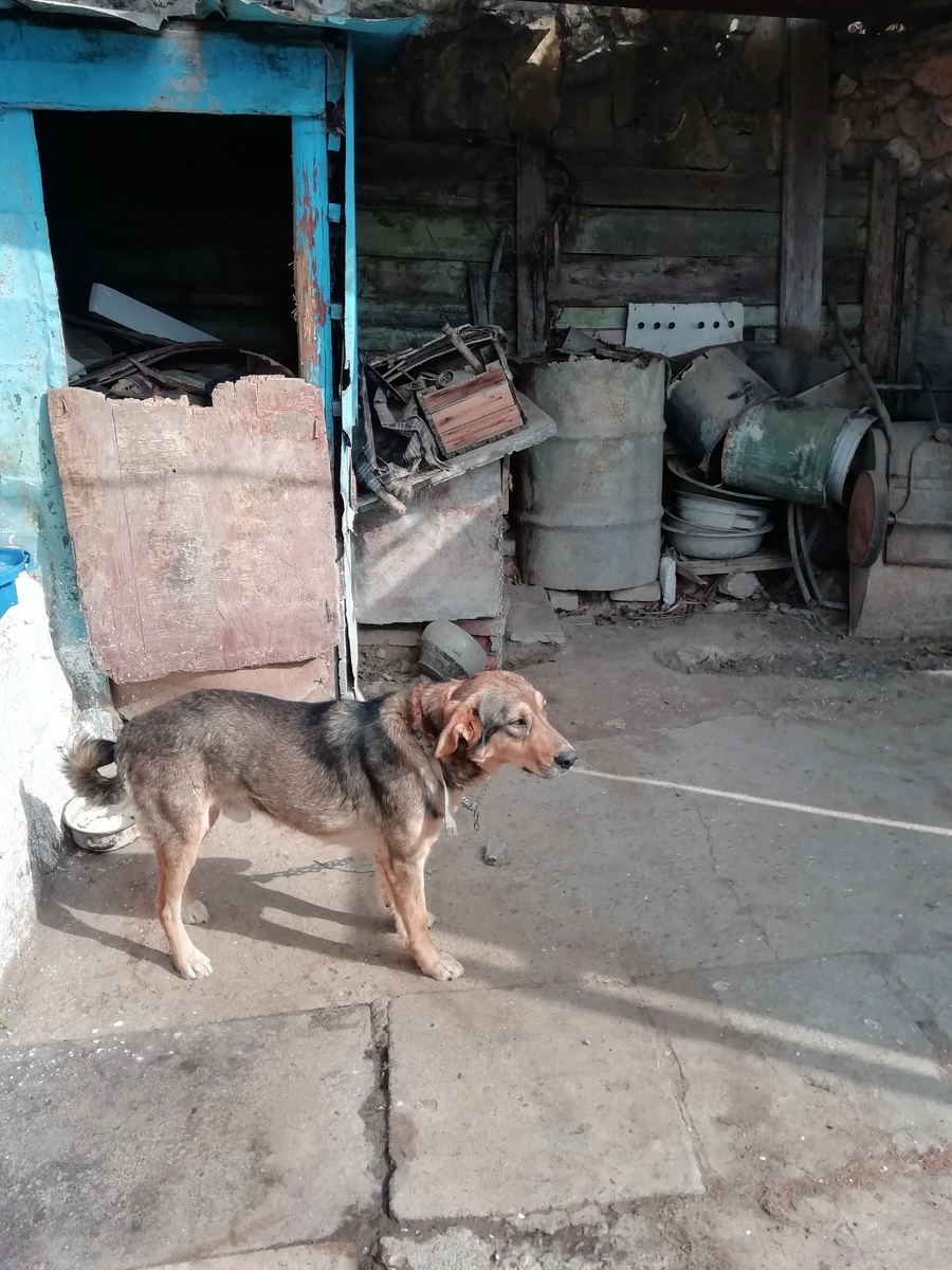 Таким он стал сейчас, когда я отцепляю его, он убегает, чтоб сделать очередную пакость...