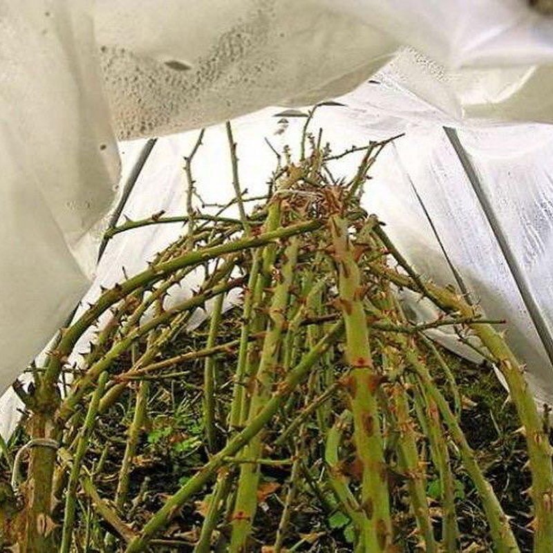 Не пересаживать деревья и кустарники во время установления погоды