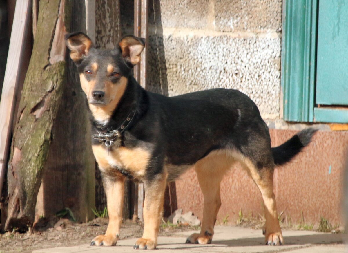 Собачка небольшая, длинное тельце, короткие лапки