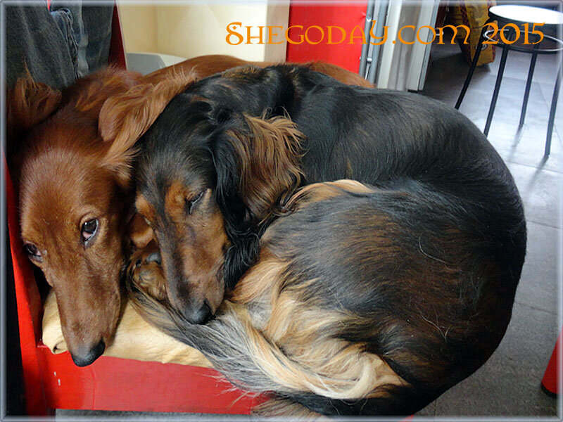 Фото из архива питомника Шегодай