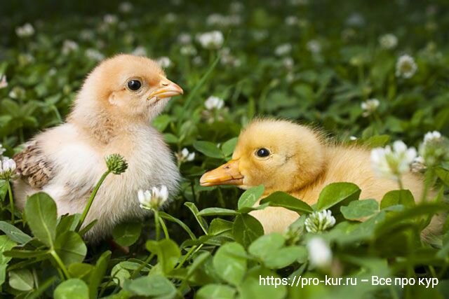 Содержание бройлерных цыплят с утятами вместе в первые дни жизни 🐔🦆 | Курочка | Дзен