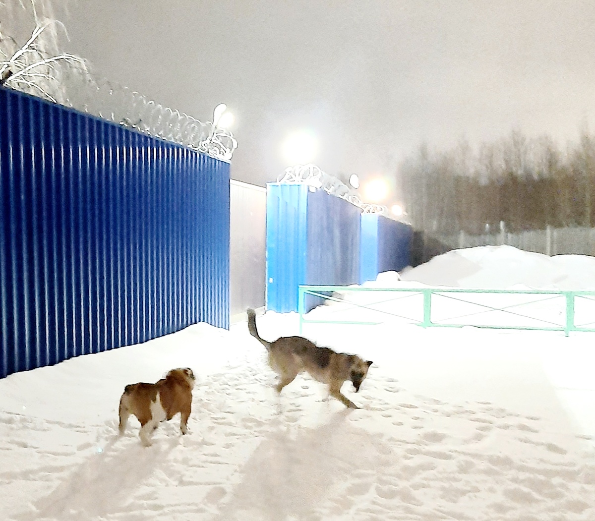 Лаки со своим другом зимой на вечерней прогулке.