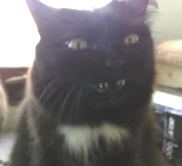 (Это не кот, а кошка, но мишкам тоже стрёмно)