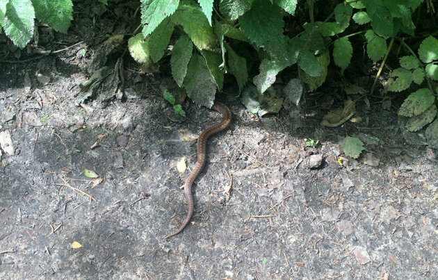 Змея, которая укусила блогера