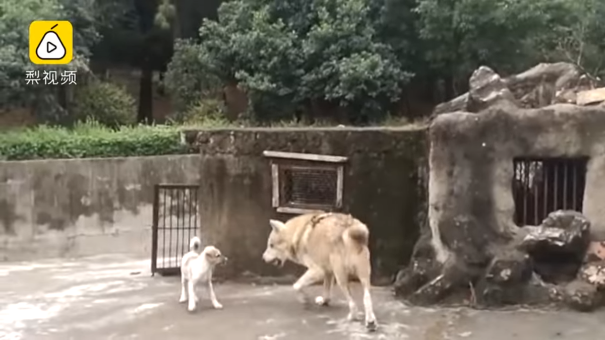 Собаку подселили еще подростком