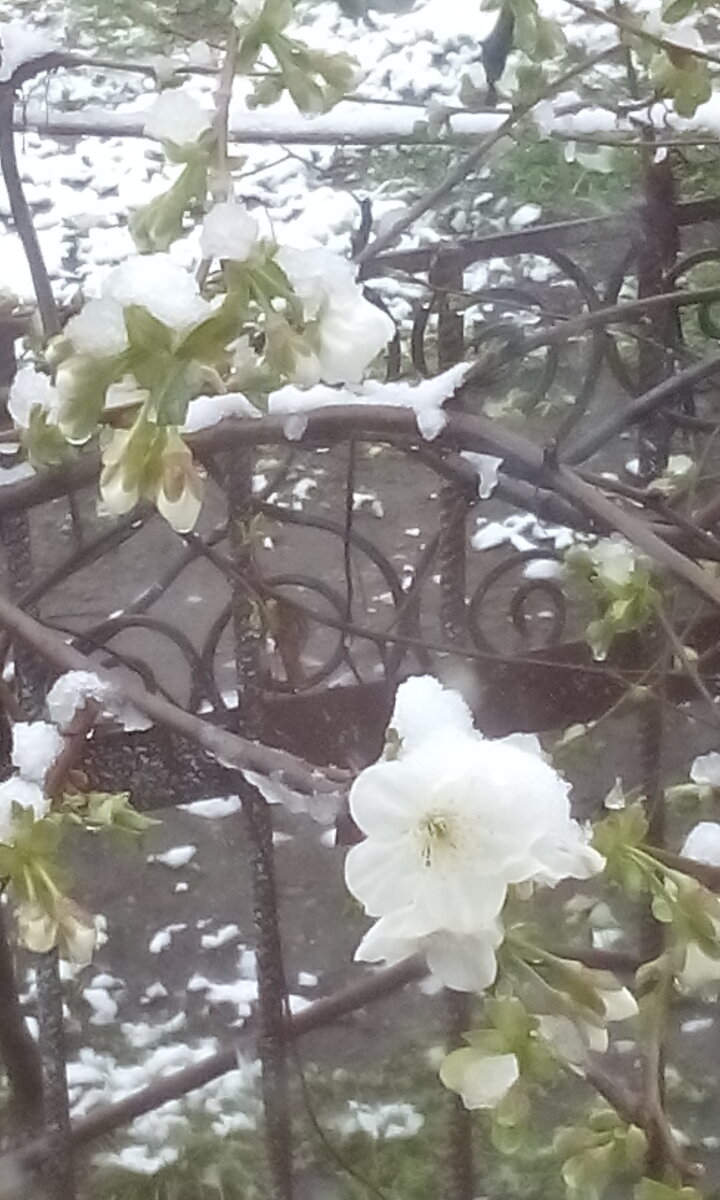 Вишенка в снегу.