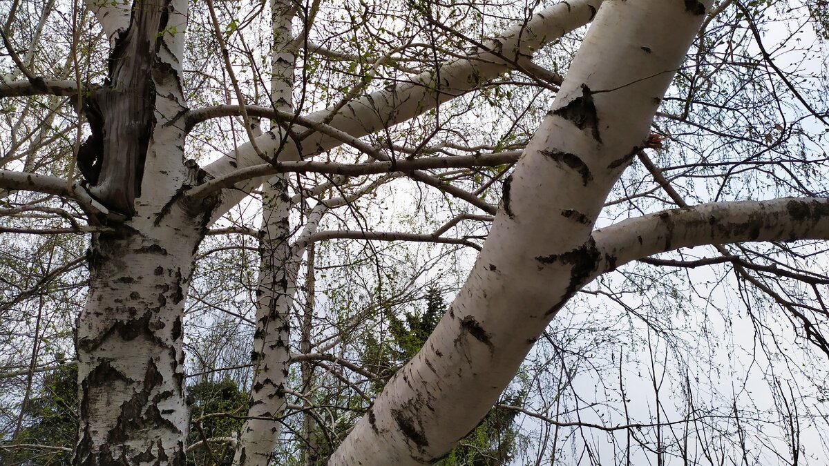 В народной медицине широко использовались почки и листья для регулирования деятельности желудочного-кишечного тракта, при заболеваниях печени и мочевого пузыря, ревматизма подагре.