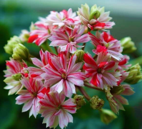 Кактусовидная Герань