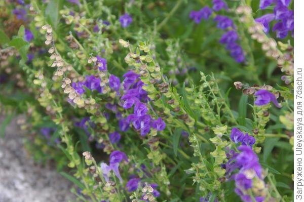 
Шлемник байкальский можно успешно выращивать на даче, фото автора
