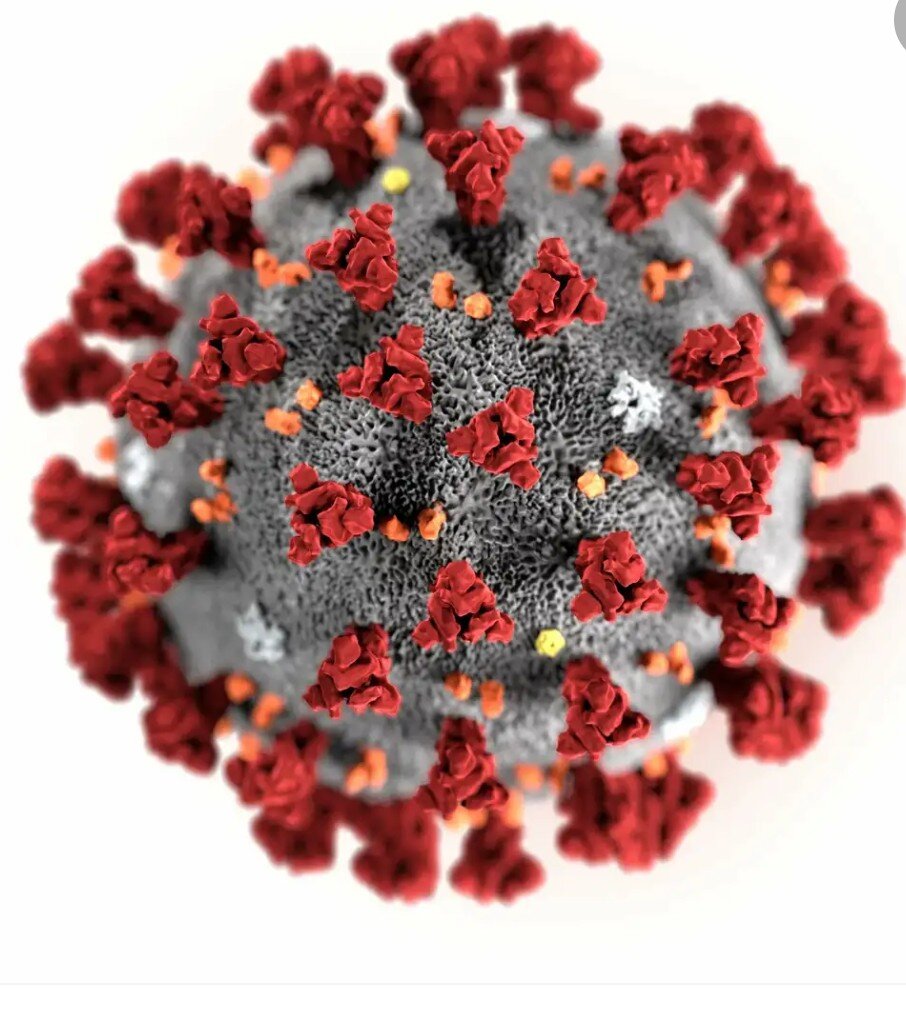 Коронавирус под микроскопом