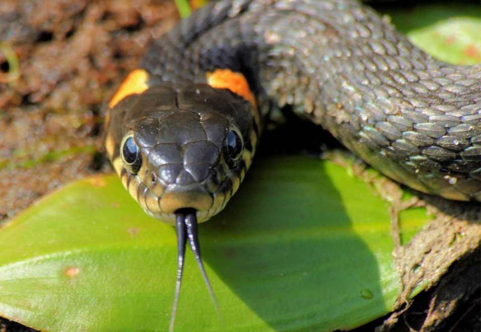 Апам-Напат.