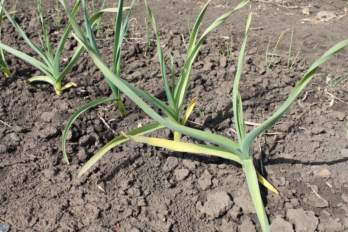 Листья чеснока. Чеснок желтеет в июле когда убирают в башкирии. Вредители лука батун. Какой лист у чеснока. Лук батун на грядке.