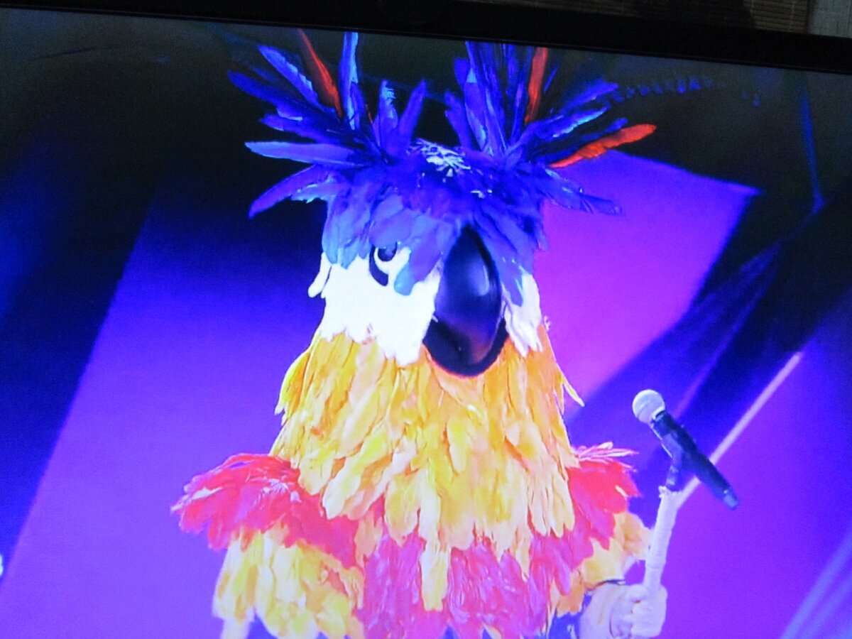 Попугай - один из участников финала шоу Маска на НТВ