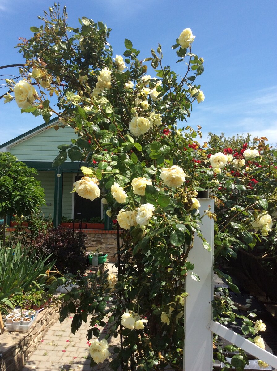 Плетистая белая - Эльф