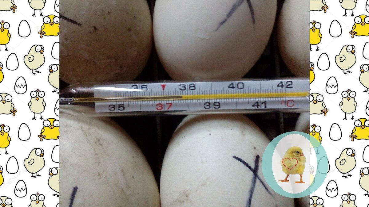 Таблица инкубации индоуток. Инкубация яиц индоутки. Цыпленок 4 день инкубации. Яйцо дни инкубации индоутки. Индоутята инкубация.