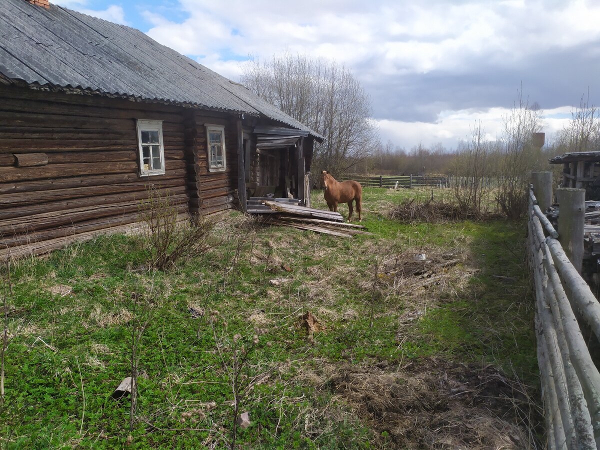 Как лошади едят заброшенные деревенские дома (без шуток)