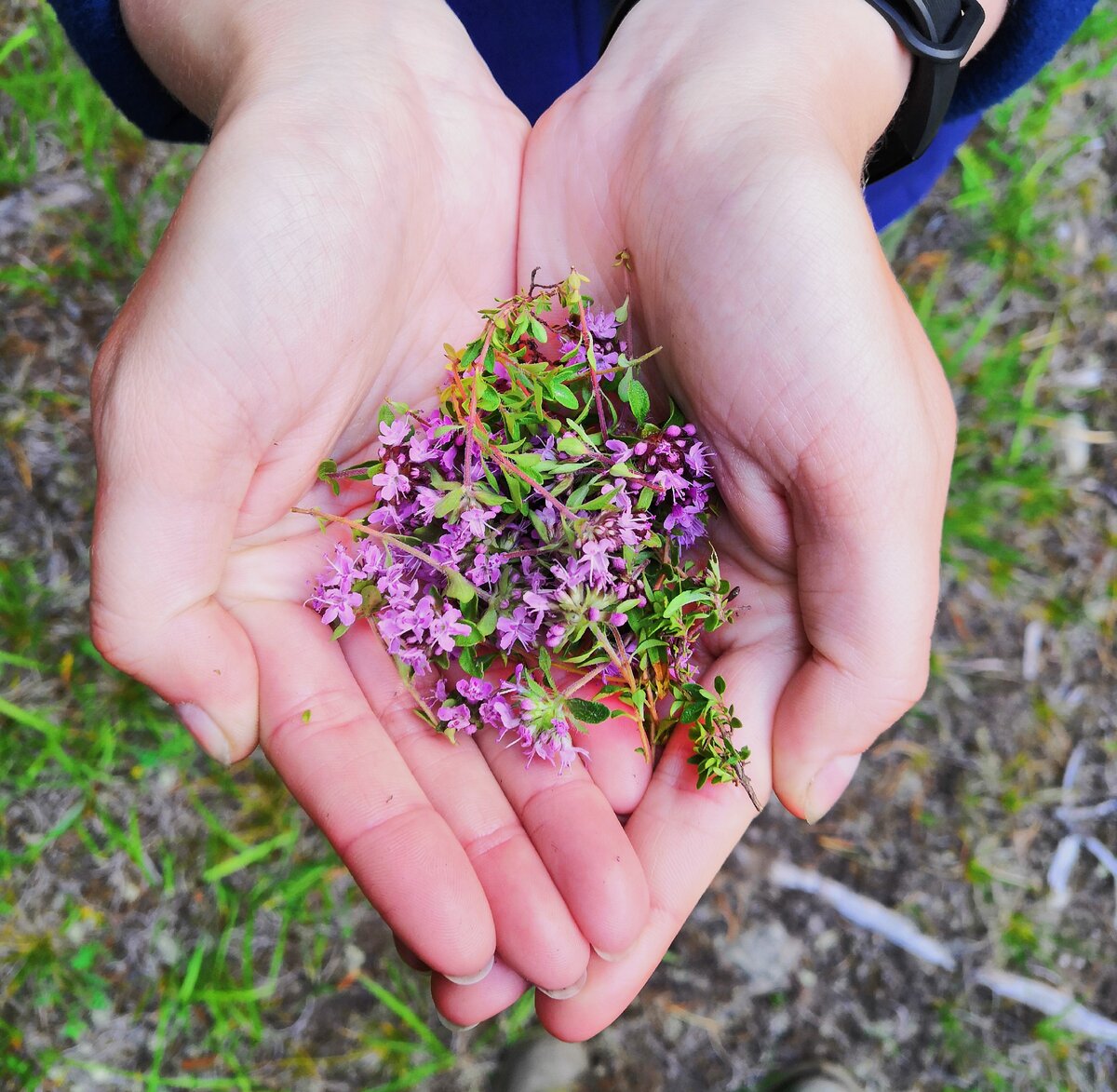 Thymus serpyllum l тимьян ползучий