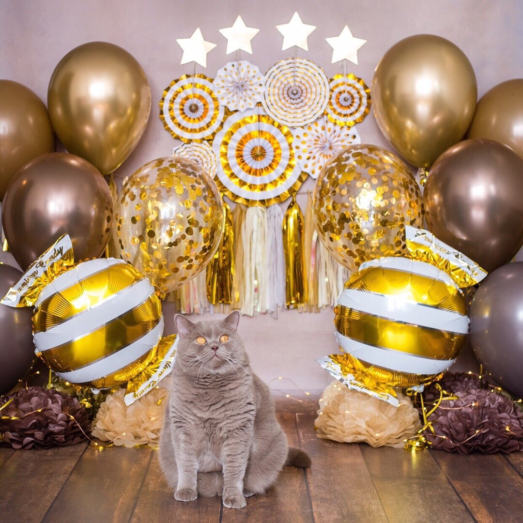 британский кот из питомника House Arletta British