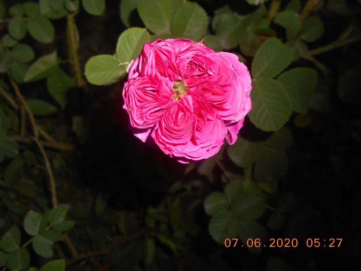 роза чайная